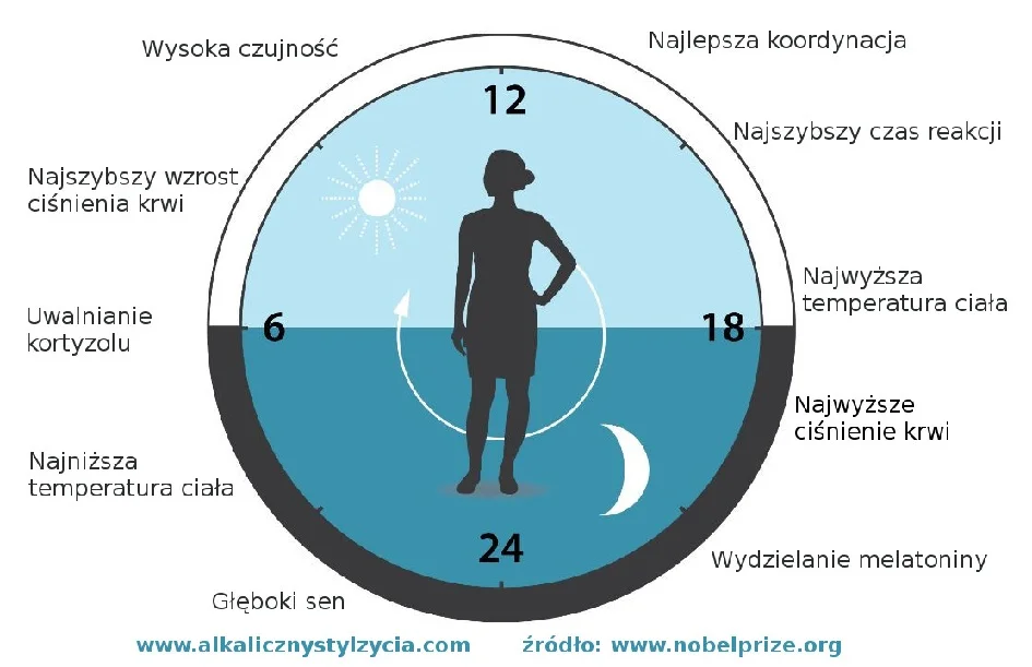 Zegar biologiczny – jak go najlepiej wykorzystać?