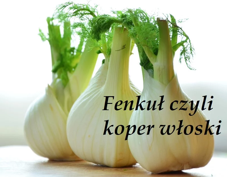 Fenkuł - 7 cennych właściwości
