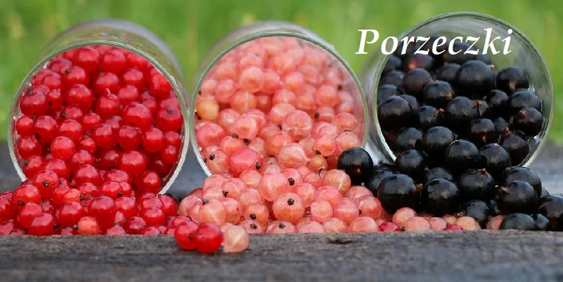 Porzeczki - 11 cennych właściwości